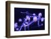 Beautiful Jellyfish Moving Slowly in Aquarium in Dubai-bloodua-Framed Photographic Print