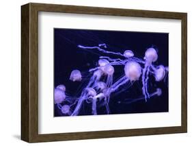 Beautiful Jellyfish Moving Slowly in Aquarium in Dubai-bloodua-Framed Photographic Print