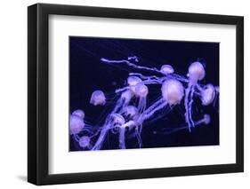 Beautiful Jellyfish Moving Slowly in Aquarium in Dubai-bloodua-Framed Photographic Print