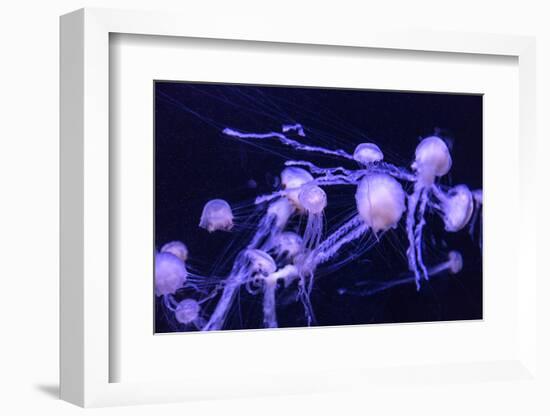 Beautiful Jellyfish Moving Slowly in Aquarium in Dubai-bloodua-Framed Photographic Print