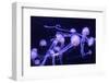 Beautiful Jellyfish Moving Slowly in Aquarium in Dubai-bloodua-Framed Photographic Print