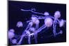 Beautiful Jellyfish Moving Slowly in Aquarium in Dubai-bloodua-Mounted Photographic Print