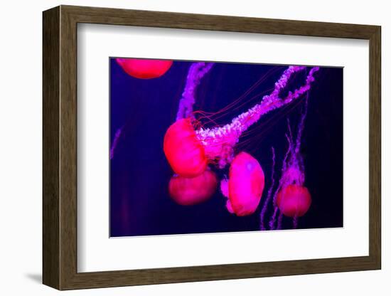 Beautiful Jellyfish Moving Slowly in Aquarium in Dubai-bloodua-Framed Photographic Print