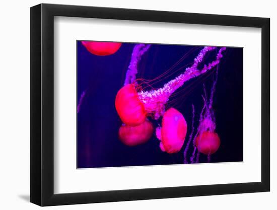 Beautiful Jellyfish Moving Slowly in Aquarium in Dubai-bloodua-Framed Photographic Print