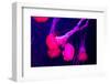 Beautiful Jellyfish Moving Slowly in Aquarium in Dubai-bloodua-Framed Photographic Print