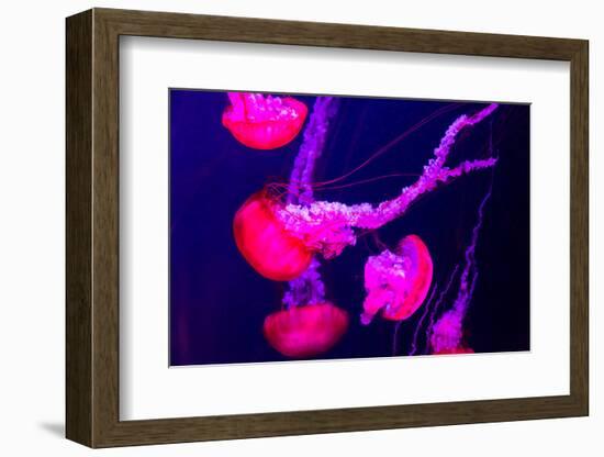 Beautiful Jellyfish Moving Slowly in Aquarium in Dubai-bloodua-Framed Photographic Print