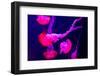 Beautiful Jellyfish Moving Slowly in Aquarium in Dubai-bloodua-Framed Photographic Print