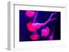 Beautiful Jellyfish Moving Slowly in Aquarium in Dubai-bloodua-Framed Photographic Print