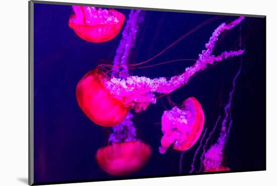 Beautiful Jellyfish Moving Slowly in Aquarium in Dubai-bloodua-Mounted Photographic Print