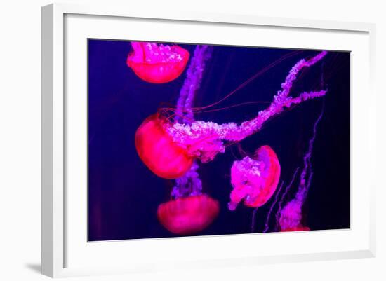 Beautiful Jellyfish Moving Slowly in Aquarium in Dubai-bloodua-Framed Photographic Print