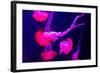 Beautiful Jellyfish Moving Slowly in Aquarium in Dubai-bloodua-Framed Photographic Print