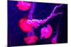 Beautiful Jellyfish Moving Slowly in Aquarium in Dubai-bloodua-Mounted Photographic Print