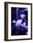 Beautiful Jellyfish Moving Slowly in Aquarium in Dubai-bloodua-Framed Photographic Print