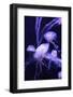 Beautiful Jellyfish Moving Slowly in Aquarium in Dubai-bloodua-Framed Photographic Print