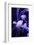 Beautiful Jellyfish Moving Slowly in Aquarium in Dubai-bloodua-Framed Photographic Print