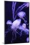 Beautiful Jellyfish Moving Slowly in Aquarium in Dubai-bloodua-Mounted Photographic Print