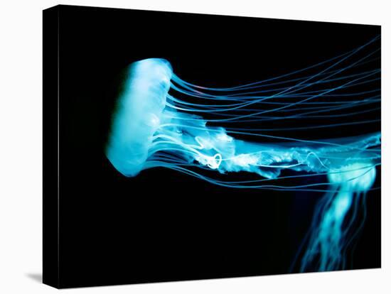 Beautiful Jellyfish-AndyCandy-Stretched Canvas