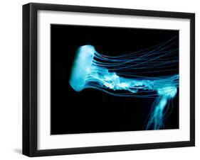 Beautiful Jellyfish-AndyCandy-Framed Photographic Print