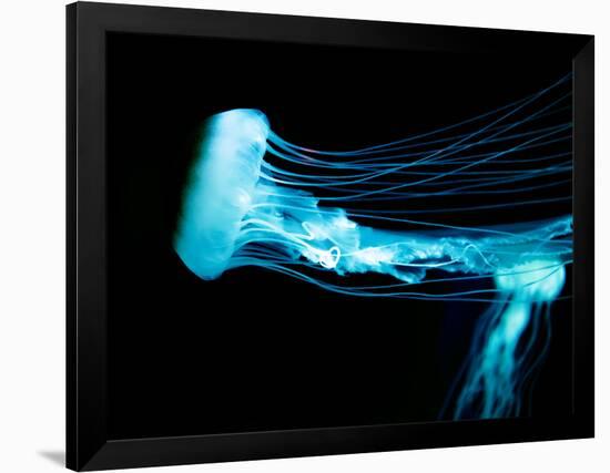 Beautiful Jellyfish-AndyCandy-Framed Photographic Print