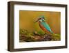 Beautiful Kingfisher with Clear Green Background. Kingfisher, Blue and Orange Bird Sitting on the B-Ondrej Prosicky-Framed Photographic Print