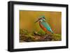 Beautiful Kingfisher with Clear Green Background. Kingfisher, Blue and Orange Bird Sitting on the B-Ondrej Prosicky-Framed Photographic Print