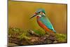 Beautiful Kingfisher with Clear Green Background. Kingfisher, Blue and Orange Bird Sitting on the B-Ondrej Prosicky-Mounted Photographic Print