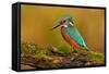 Beautiful Kingfisher with Clear Green Background. Kingfisher, Blue and Orange Bird Sitting on the B-Ondrej Prosicky-Framed Stretched Canvas