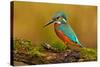 Beautiful Kingfisher with Clear Green Background. Kingfisher, Blue and Orange Bird Sitting on the B-Ondrej Prosicky-Stretched Canvas