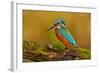 Beautiful Kingfisher with Clear Green Background. Kingfisher, Blue and Orange Bird Sitting on the B-Ondrej Prosicky-Framed Photographic Print