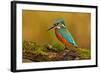 Beautiful Kingfisher with Clear Green Background. Kingfisher, Blue and Orange Bird Sitting on the B-Ondrej Prosicky-Framed Photographic Print