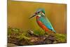 Beautiful Kingfisher with Clear Green Background. Kingfisher, Blue and Orange Bird Sitting on the B-Ondrej Prosicky-Mounted Photographic Print