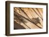 Beautiful Landscape in Bryce Canyon with Magnificent Stone Formation-Jorg Hackemann-Framed Photographic Print