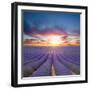 Beautiful Landscape of Blooming Lavender Field in Sunset. Provence, France, Europe-Jakub Gojda-Framed Photographic Print