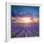 Beautiful Landscape of Blooming Lavender Field in Sunset. Provence, France, Europe-Jakub Gojda-Framed Photographic Print