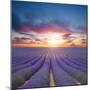 Beautiful Landscape of Blooming Lavender Field in Sunset. Provence, France, Europe-Jakub Gojda-Mounted Photographic Print