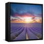 Beautiful Landscape of Blooming Lavender Field in Sunset. Provence, France, Europe-Jakub Gojda-Framed Stretched Canvas