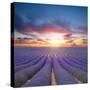 Beautiful Landscape of Blooming Lavender Field in Sunset. Provence, France, Europe-Jakub Gojda-Stretched Canvas