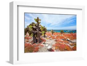 Beautiful Landscape of Galapagos South Plaza Island-BlueOrange Studio-Framed Photographic Print