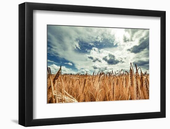 Beautiful Landscape with Field of Ripe Rye and Blue Summer Sky.-OlegRi-Framed Photographic Print