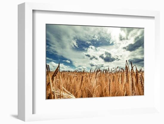 Beautiful Landscape with Field of Ripe Rye and Blue Summer Sky.-OlegRi-Framed Photographic Print