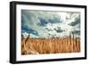 Beautiful Landscape with Field of Ripe Rye and Blue Summer Sky.-OlegRi-Framed Photographic Print