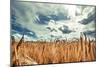 Beautiful Landscape with Field of Ripe Rye and Blue Summer Sky.-OlegRi-Mounted Photographic Print