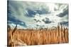 Beautiful Landscape with Field of Ripe Rye and Blue Summer Sky.-OlegRi-Stretched Canvas