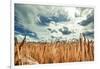Beautiful Landscape with Field of Ripe Rye and Blue Summer Sky.-OlegRi-Framed Photographic Print