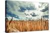 Beautiful Landscape with Field of Ripe Rye and Blue Summer Sky.-OlegRi-Stretched Canvas