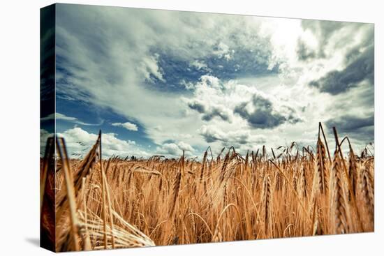 Beautiful Landscape with Field of Ripe Rye and Blue Summer Sky.-OlegRi-Stretched Canvas