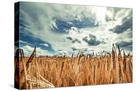 Beautiful Landscape with Field of Ripe Rye and Blue Summer Sky.-OlegRi-Stretched Canvas