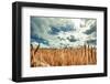 Beautiful Landscape with Field of Ripe Rye and Blue Summer Sky.-OlegRi-Framed Premium Photographic Print