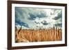 Beautiful Landscape with Field of Ripe Rye and Blue Summer Sky.-OlegRi-Framed Photographic Print