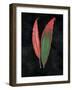 Beautiful Leaved Plants II Black-Wild Apple Portfolio-Framed Art Print